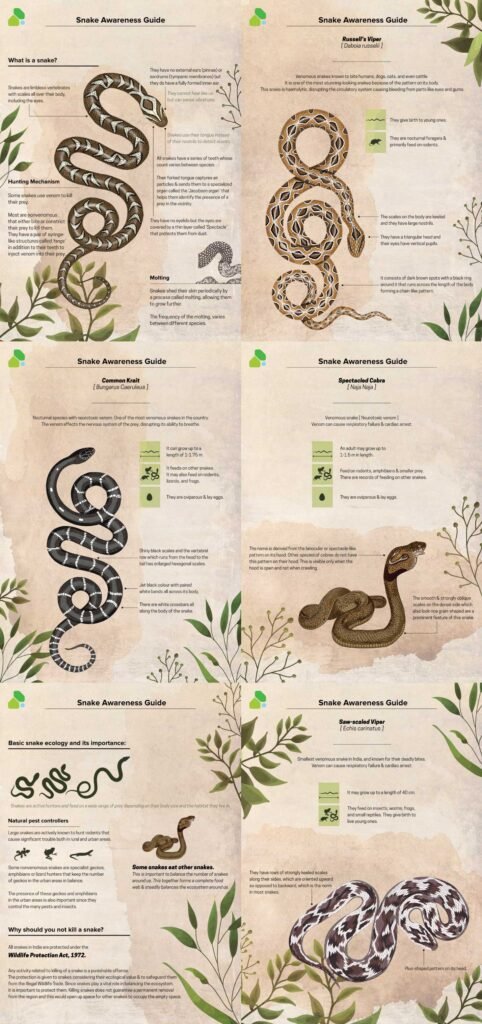 Snake Awareness Guide
